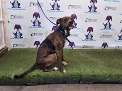 Shelter Stray Male Dog last seen , Orlando, FL 32839