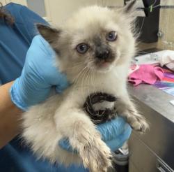 Shelter Stray Female Cat last seen Near BLOCK BUCHANAN ST, RIVERSIDE CA 92503, 6851 Van Buren Boulevard, Jurupa Valley, CA 92509, USA