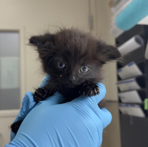 Shelter Stray Male Cat last seen Near BLOCK BUCHANAN ST, RIVERSIDE CA 92503, 6851 Van Buren Boulevard, Jurupa Valley, CA 92509, USA