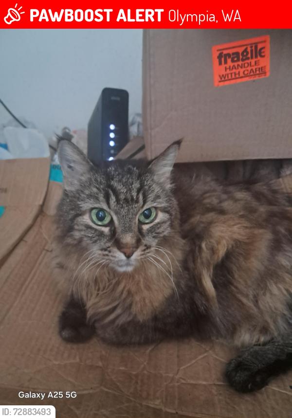 Lost Female Cat last seen Fones RD, Olympia, WA 98501