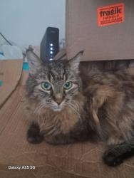 Lost Female Cat last seen Fones RD, Olympia, WA 98501