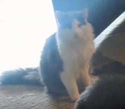 Reunited Male Cat last seen Karlsberg cir and kelly dr, Stockton, CA 95207