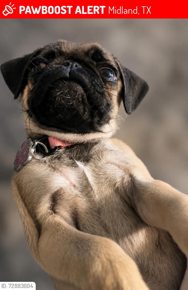 Lost Female Dog last seen Pine, Midland, TX 79705