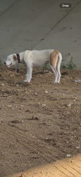 Found/Stray Male Dog last seen Duluth Trading Co, Arlington, TX 76018