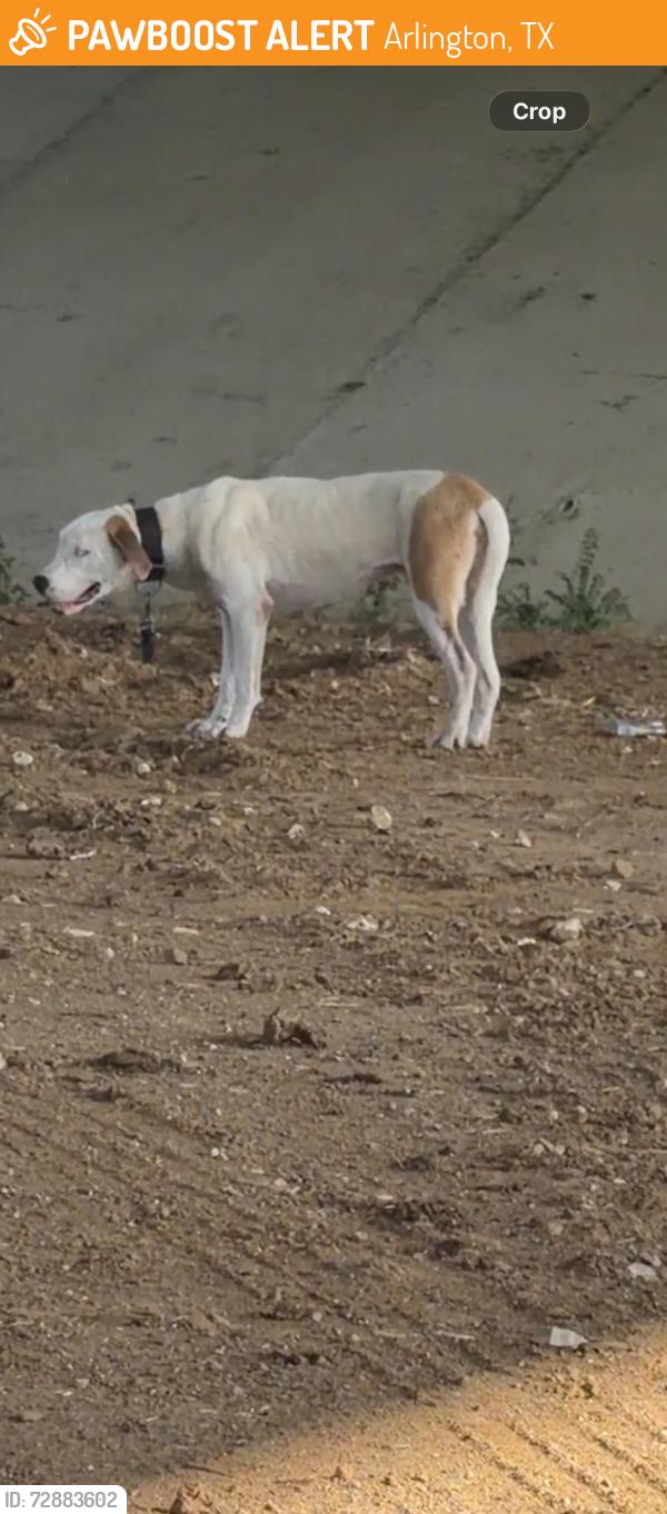Found/Stray Male Dog last seen Duluth Trading Co, Arlington, TX 76018
