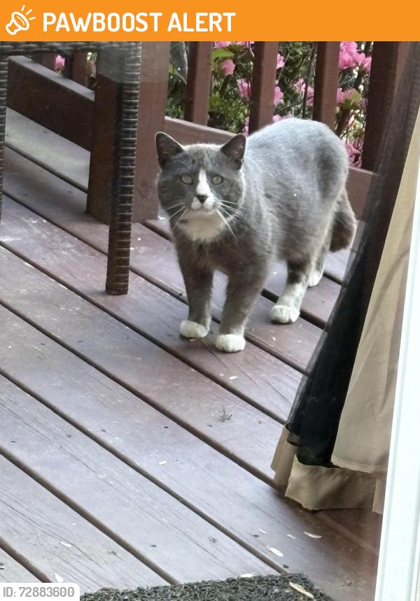 Found/Stray Unknown Cat last seen Tannery , Upper Merion Township, PA 19087