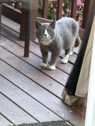 Found/Stray Unknown Cat last seen Tannery , Upper Merion Township, PA 19087