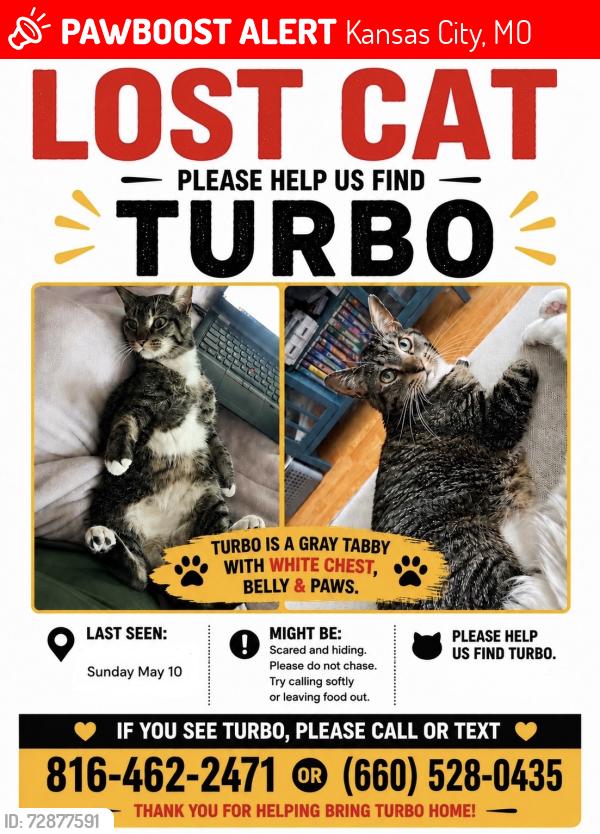 Lost Male Cat last seen Baltimore Ave between 50th and 51st, Kansas City, MO 64112
