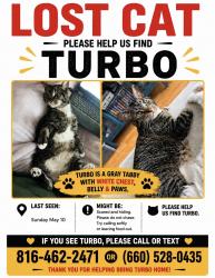 Lost Male Cat last seen Baltimore Ave between 50th and 51st, Kansas City, MO 64112