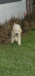 Lost Male Dog last seen Near w 85 st, Los Angeles, CA 90044