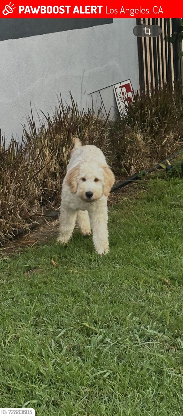 Lost Male Dog last seen Near w 85 st, Los Angeles, CA 90044