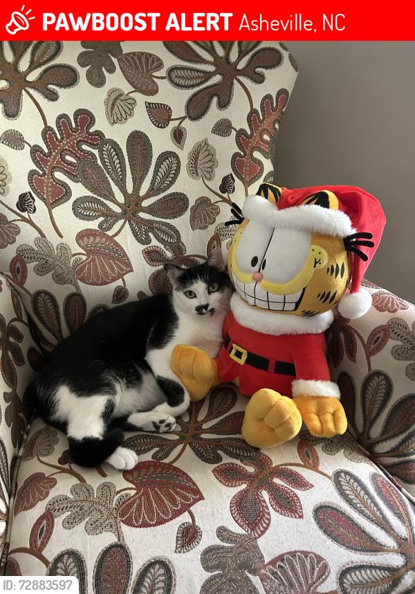 Lost Female Cat last seen Rose Hill Road, Avondale Road , Asheville, NC 28803