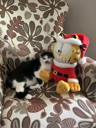Lost Female Cat last seen Rose Hill Road, Avondale Road , Asheville, NC 28803