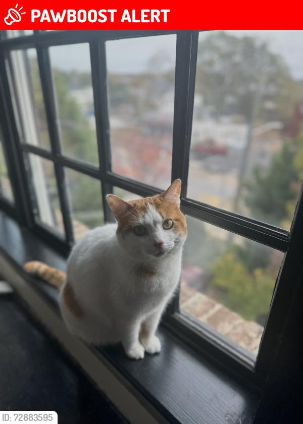 Lost Female Cat last seen The corner of jones bridge circle and Walden trace , Peachtree Corners, GA 30092