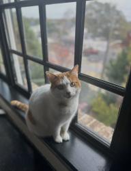 Lost Female Cat last seen The corner of jones bridge circle and Walden trace , Peachtree Corners, GA 30092
