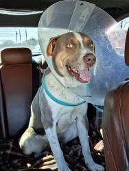Lost Male Dog last seen Clyde st , Bakersfield, CA 93307