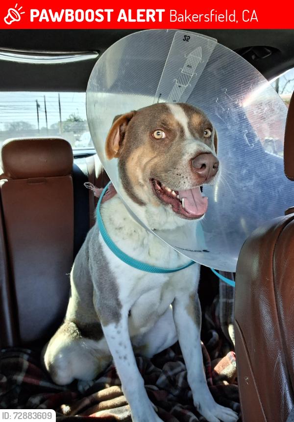 Lost Male Dog last seen Clyde st , Bakersfield, CA 93307