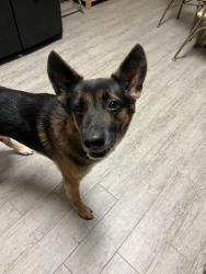 Lost Male Dog last seen hse , Humble, TX 77396