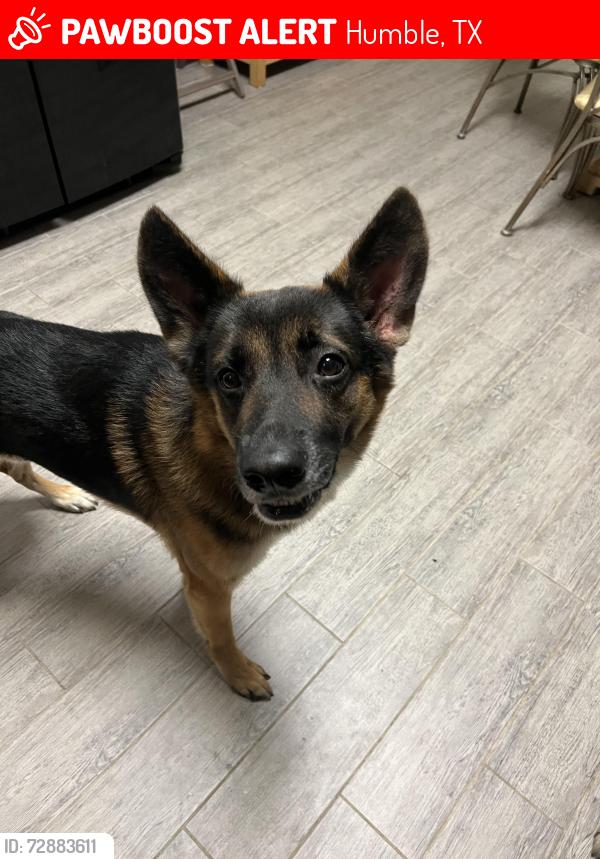 Lost Male Dog last seen hse , Humble, TX 77396