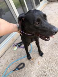 Reunited Female Dog last seen Shavano Park, San Antonio, TX 78231