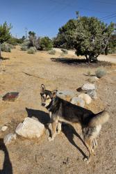 Found/Stray Male Dog last seen Phelan Rd x 138, Piñon Hills, CA 92372