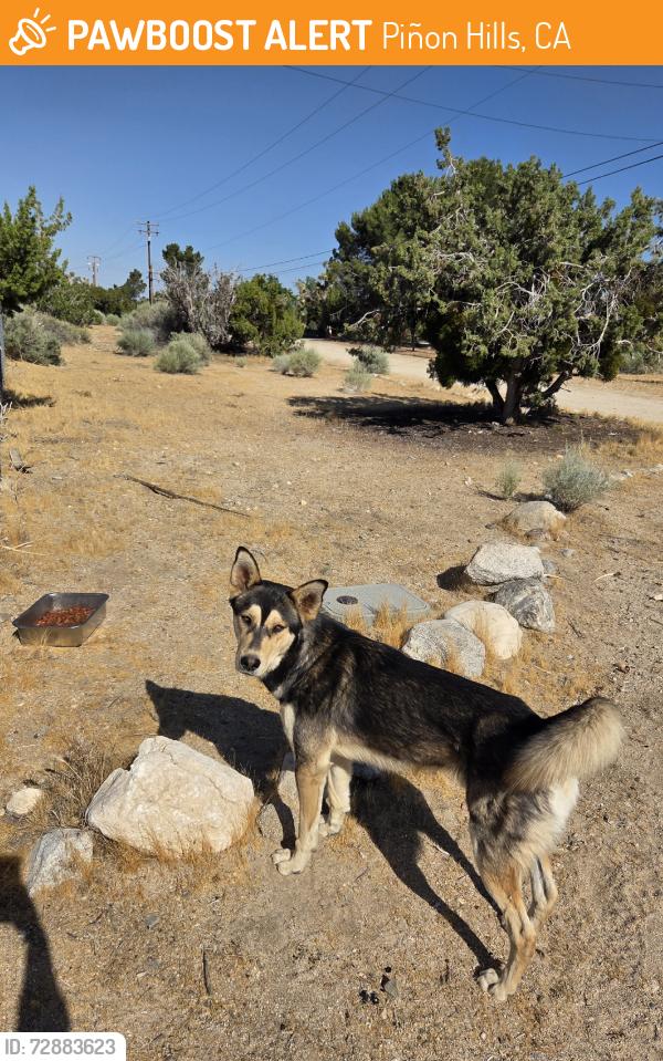 Found/Stray Male Dog last seen Phelan Rd x 138, Piñon Hills, CA 92372