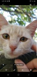 Found/Stray Female Cat last seen Cedar lane, Johnson County, TX 76031