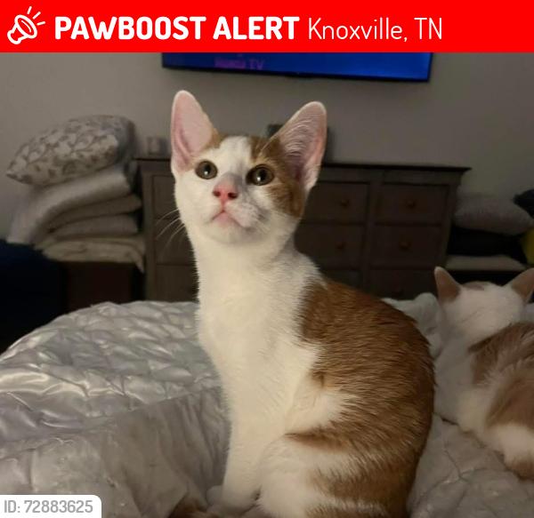 Lost Male Cat last seen Northshore drive , Knoxville, TN 37922