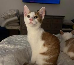Lost Male Cat last seen Northshore drive , Knoxville, TN 37922