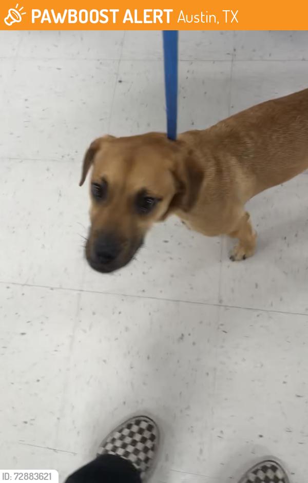 Found/Stray Female Dog last seen South congress at the Soco apmts , Austin, TX 78701