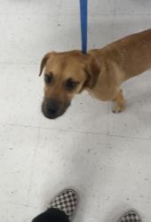 Found/Stray Female Dog last seen South congress at the Soco apmts , Austin, TX 78701