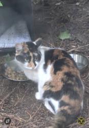 Found/Stray Unknown Cat last seen Hearthridge Court , (culdasak), Raleigh, NC 27609