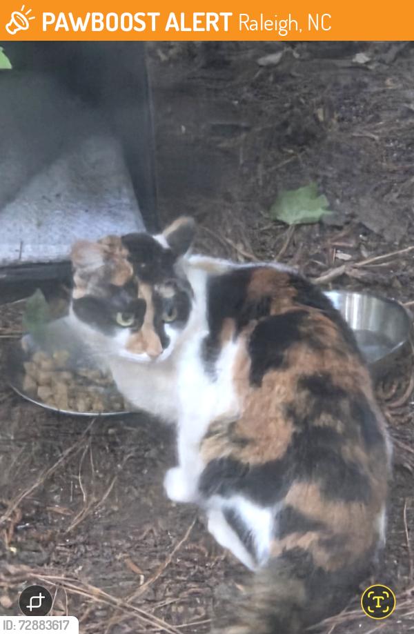 Found/Stray Unknown Cat last seen Hearthridge Court , (culdasak), Raleigh, NC 27609