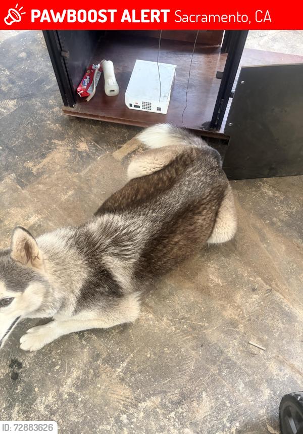 Lost Female Dog last seen Princeton st, Sacramento, CA 95815