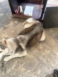 Lost Female Dog last seen Princeton st, Sacramento, CA 95815