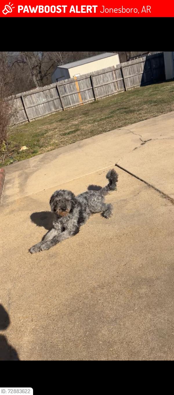 Lost Female Dog last seen White Oak/Deerfield , Jonesboro, AR 72404
