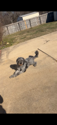 Lost Female Dog last seen White Oak/Deerfield , Jonesboro, AR 72404