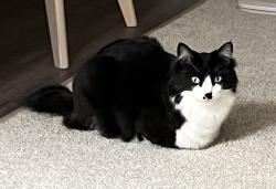 Lost Male Cat last seen North 4th and five cities drive., Pismo Beach, CA 93449