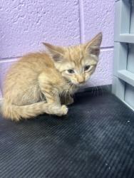 Shelter Stray Female Cat last seen Near Henry Phipps Dr, CITY of El Paso, TX, Fort Bliss, TX 79906