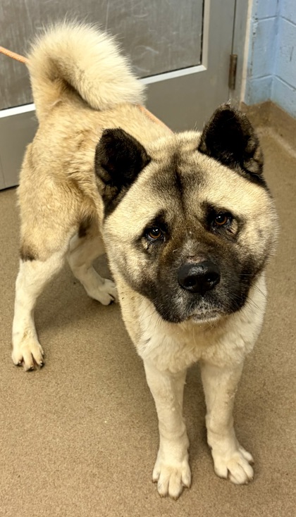 Shelter Stray Male Dog last seen Near Whites Mill Court, 30034, GA, Atlanta, GA 30341