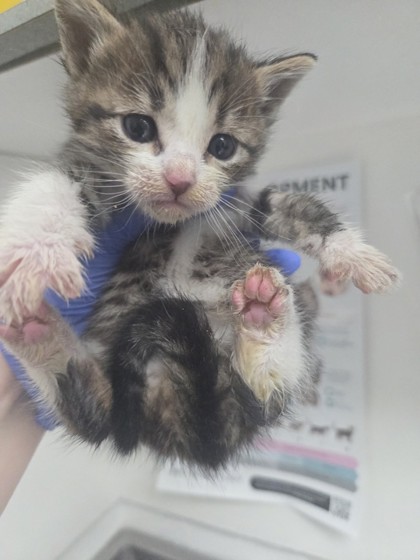 Shelter Stray Male Cat last seen , CA , Oakland, CA 94601