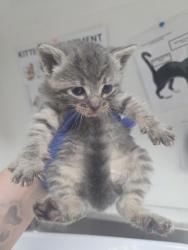 Shelter Stray Female Cat last seen , CA , Oakland, CA 94601