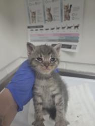 Shelter Stray Male Cat last seen , CA , Oakland, CA 94601
