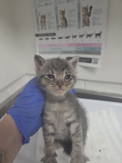 Shelter Stray Male Cat last seen , CA , Oakland, CA 94601