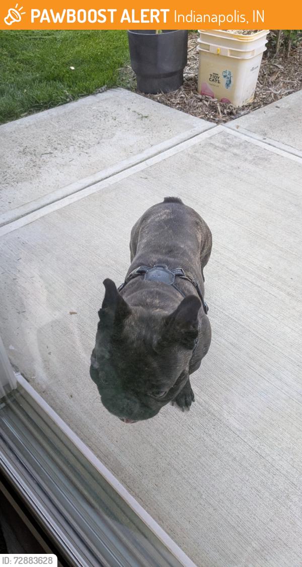 Found/Stray Male Dog last seen 82nd Street and Hague Road, Indianapolis, IN 46256