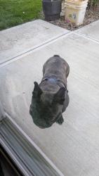 Found/Stray Male Dog last seen 82nd Street and Hague Road, Indianapolis, IN 46256