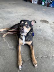 Found/Stray Male Dog last seen Goodale and yard, Grandview Heights, OH 43212