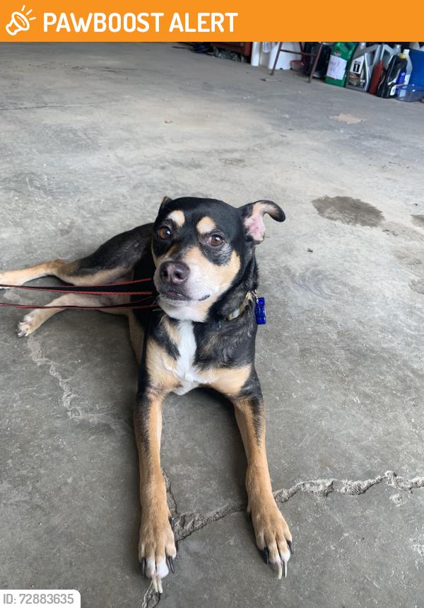 Found/Stray Male Dog last seen Goodale and yard, Grandview Heights, OH 43212