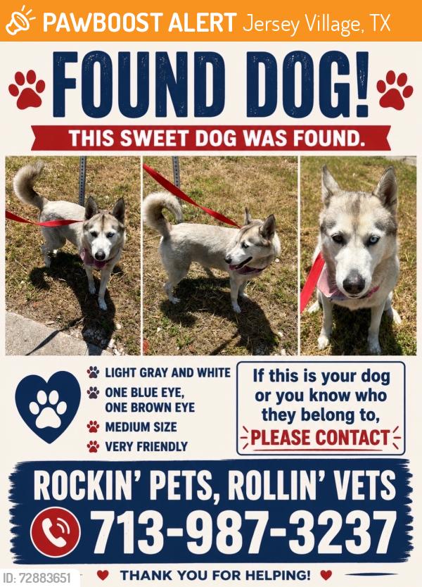 Found/Stray Female Dog last seen Jersey Village , Jersey Village, TX 77040