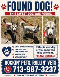 Found/Stray Female Dog last seen Jersey Village , Jersey Village, TX 77040